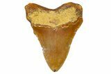 Fossil Megalodon Tooth From Morocco - Rare Location #365176-1